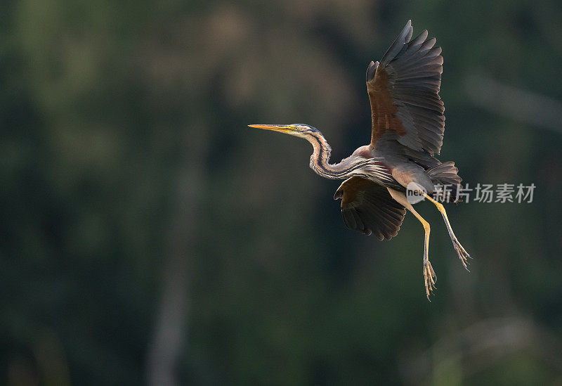 落地紫鹭(Ardea purpurea)